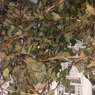 乾燥ドクダミ100g