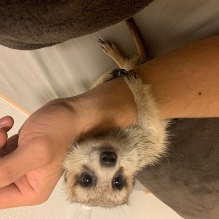 ミーアキャット(オス)　里親募集中