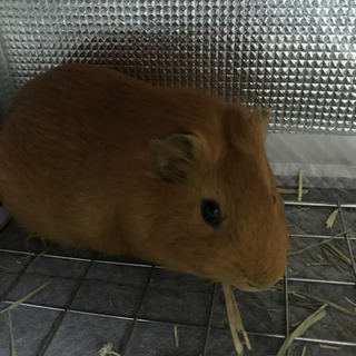 イングリッシュモルモット