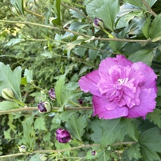 ムクゲ　樹高130cm　開花中！の画像