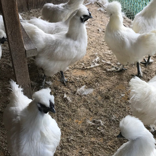 東京で烏骨鶏の朝取れ玉子体験しませんか？