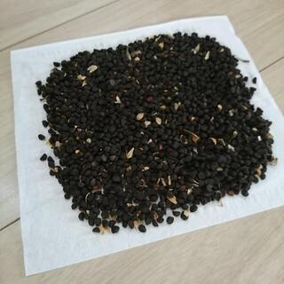 朝顔の種