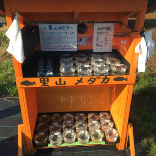 公園前のめだか販売所 里山メダカ 夜桜 黒鱗 白天晴 ピュアホワ...