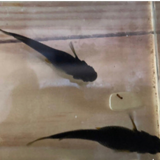 黒蜂メダカ！針子10匹！！