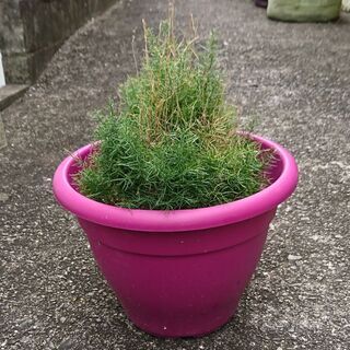 ☆観葉植物 アスパラ