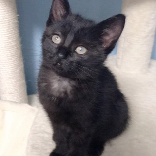 黒猫　子猫　