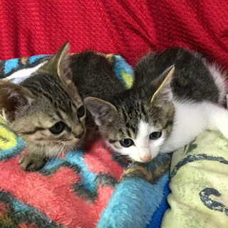 子猫2匹