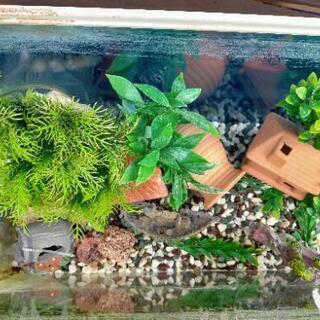 今すぐ使える！水槽  10点以上セット(^-^)  金魚 メダカ 亀の画像