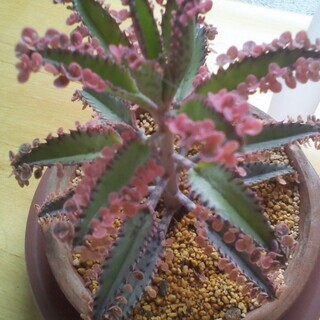 不死鳥錦（多肉植物）葉１枚　葉挿し