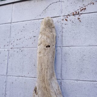 SEASIDEinterior★インテリアディスプレイに流木 13の画像