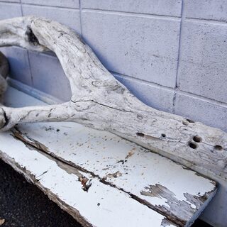 SEASIDEinterior★インテリアディスプレイに流木 13の画像