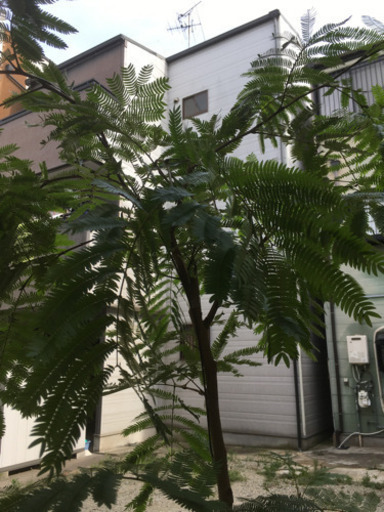観葉植物　エバーフレッシュ