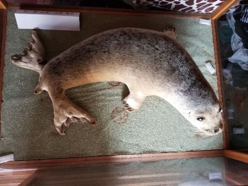 子アザラシ　剥製
