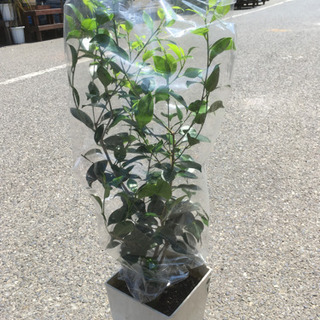 観葉植物　ガジュマル