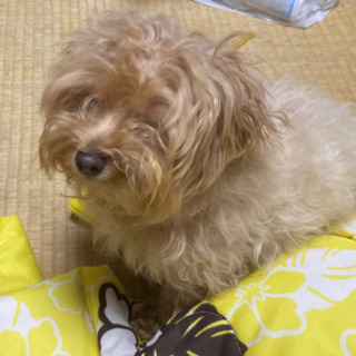 超短期１日アルバイト　トリマー　カット　散髪　犬　猫　奈良　イヌ...