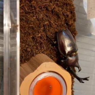 ☆カブトムシ　オス♂☆