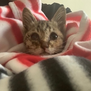 生後2か月メスキジ・人懐っこくヤンチャ