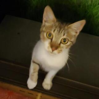 🐱猫🐹好きさん🎵集合🐾 − 千葉県