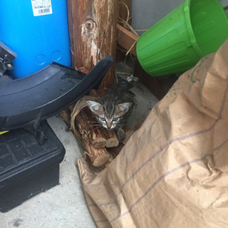 田んぼからキジトラちゃん