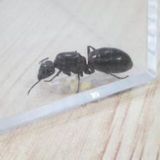 ムネアカオオアリ　新女王！