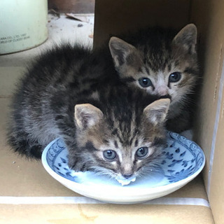 【受渡決定】仔猫の兄弟