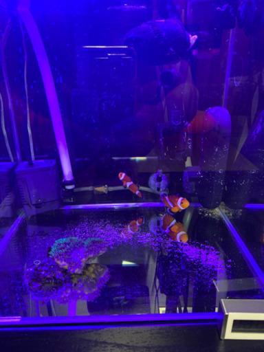 海水魚、水槽、その他、引き取り限定、バラ売りしませんが、60cm水槽セットと30cm水槽セットごとでは、売ります。値段は、説明文最後で