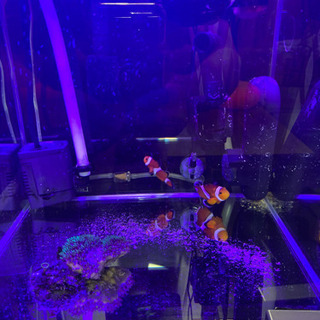 海水魚、水槽、その他、引き取り限定、バラ売りしませんが、60cm水槽セットと30cm水槽セットごとでは、売ります。値段は、説明文最後です。の画像