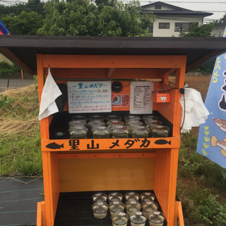 里山めだか メダカ無人販売所 緑光 黒鱗 白天晴 ピュアホワイト...