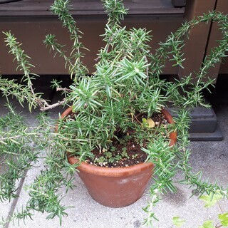 植物　ローズマリー鉢植え