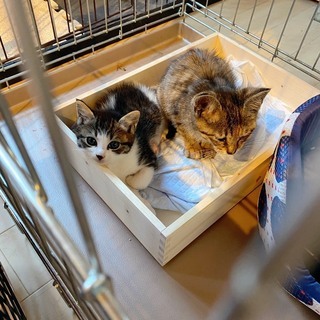 生後1ヶ月子猫兄弟姉妹