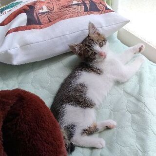 子猫を拾いました(生後1ヶ月)の画像