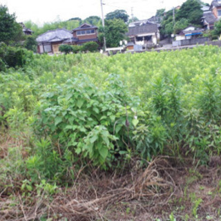 南島原市 草刈り手伝いと空き家の清掃 時給900円の画像
