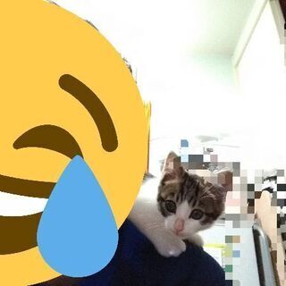 子猫を拾いました(生後1ヶ月) - 盛岡市