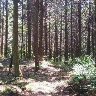 森林浴出来る場所を提供します。