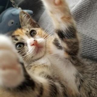 サビ猫の女の子 - 猫