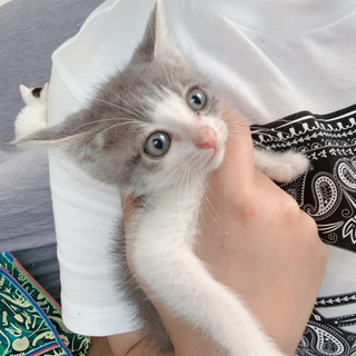 生後約１ヶ月ぐらいの男の子です(野良猫)