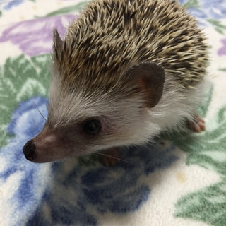 ハリネズミを飼われてる方🦔
