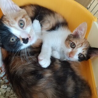 ご家族で可愛がって頂きびびりが少しずつ解れてきてます🥰３か月半齢