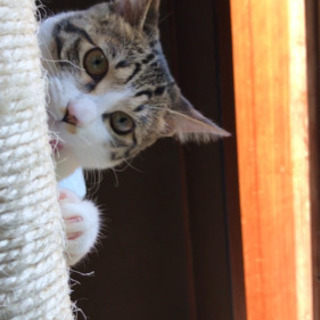 猫カフェ巡りや、雑貨屋巡りしたり出来るお友達が欲しいです！ - 練馬区