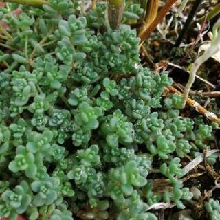 ☆多肉植物　ブレビフォリウムカット苗20本