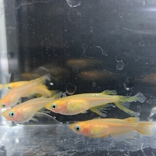 メダカ 風雅 有精卵 20個＋α 発送可能