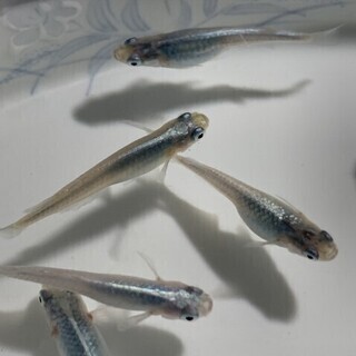 メダカ 深海 マリンブルー 有精卵 20個+α 発送可能 ※深海...