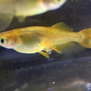 メダカ黄金 秀吉 有精卵 20個＋α 発送可能