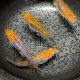 メダカ 漁火 有精卵 20個＋α　 発送可能