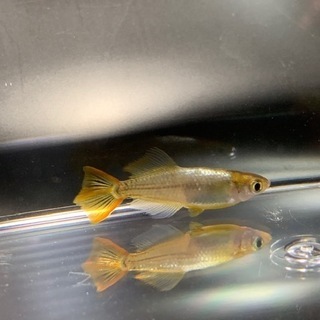 メダカ 鳳凰 有精卵 20個＋α　 発送可能 