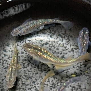 メダカ オーロラ 虹色ラメ 有精卵 20個＋α 発送可能