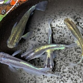 メダカ カブキ 有精卵 20個＋α 発送可能