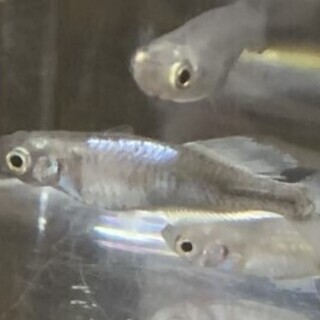 メダカ 百式 有精卵 20個＋α 発送可能