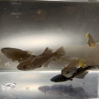 メダカ サタン 有精卵 ３５個＋α 発送可能