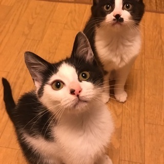 白黒模様の可愛い姉妹